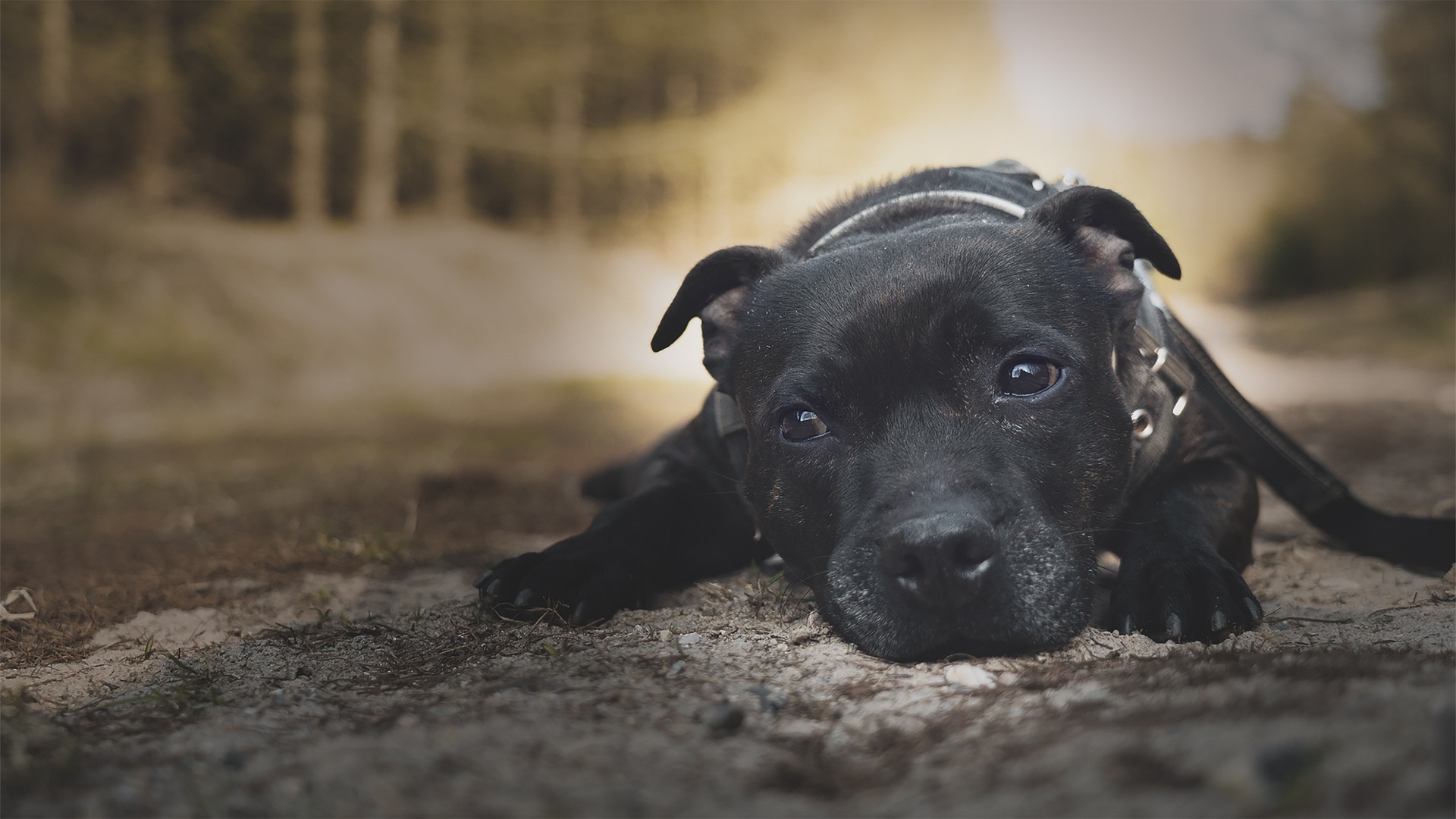 Staffordshire Bull Terrier Arvelige Sygdomme