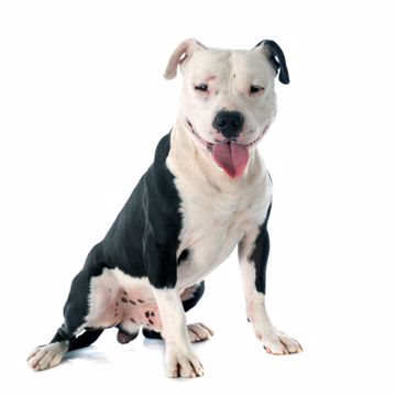 Staffordshire Bull Terrier Glad