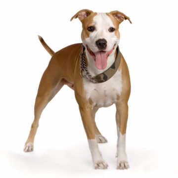 Staffordshire Bull Terrier Lydig Staffordshire Bull Terrier Lydig