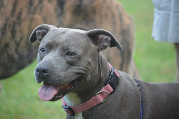 Sådan opdrager du din Staffordshire Bull Terrier