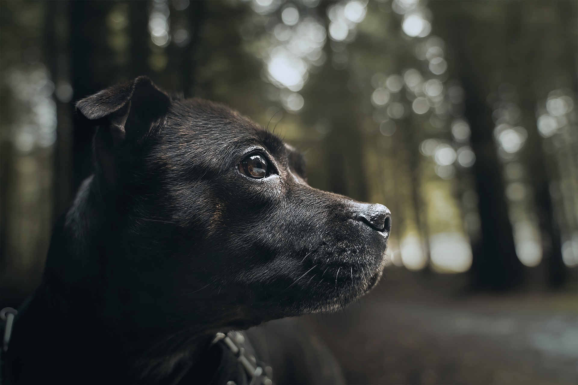 Køb Staffordshire Bull Terrier