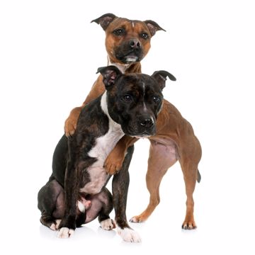 Staffordshire Bull Terrier To Staffordshire Bull Terrier To
