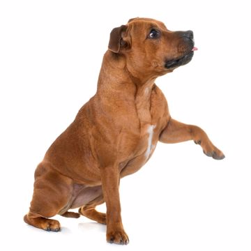 Staffordshire Bull Terrier Interaktiv Staffordshire Bull Terrier Interaktiv