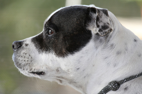 Har en Staffordshire Bull Terrier tendens til bestemte sygdomme