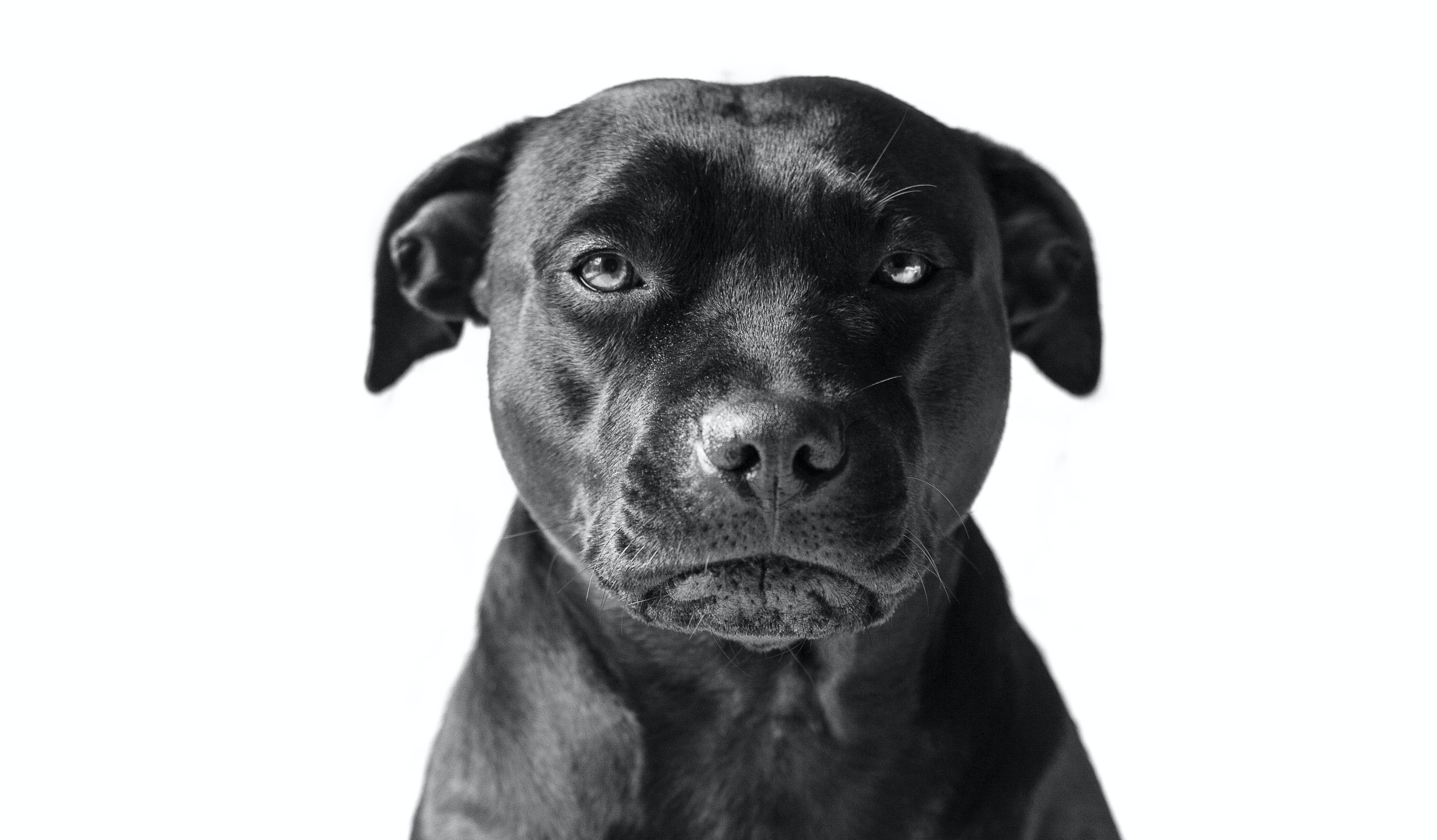 Sådan Plejer Du Din Staffordshire Bull Terrier