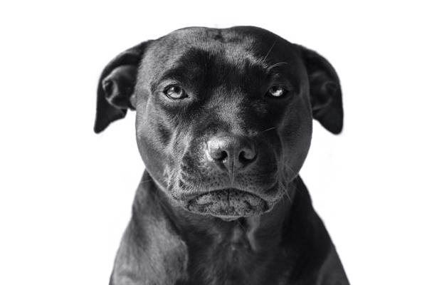 Sådan plejer du din Staffordshire Bull Terrier