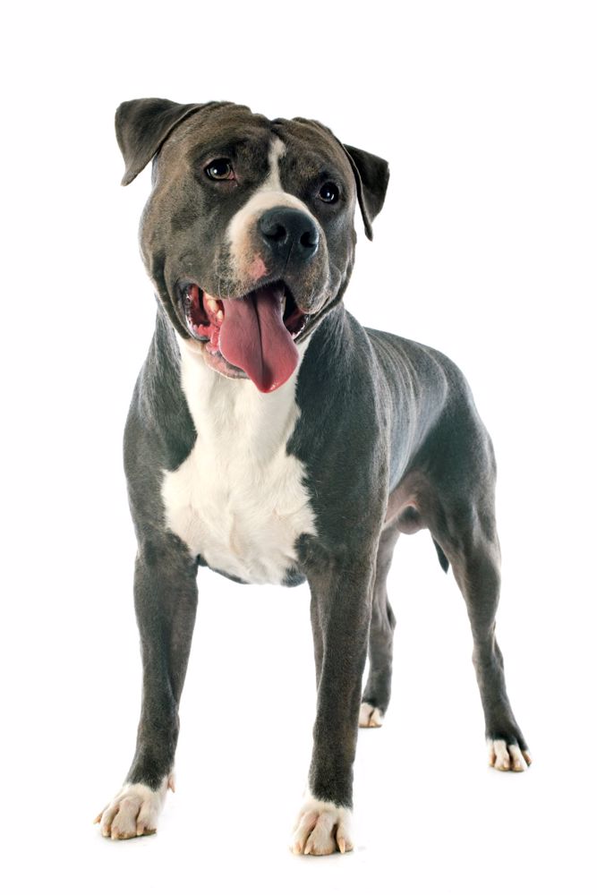 main Profil Portraet Staffordshire Bull Terrier