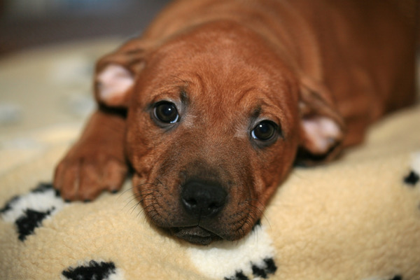 Staffordshire Bull Terrier - måske verdens sødeste hund