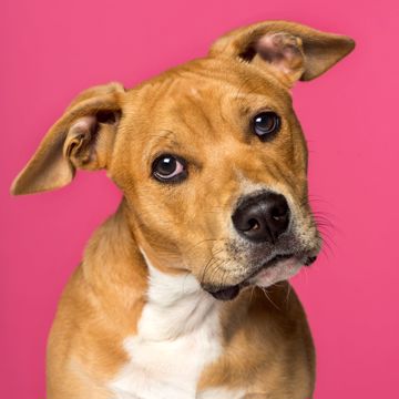 Staffordshire Bull Terrier Lytter Staffordshire Bull Terrier Lytter