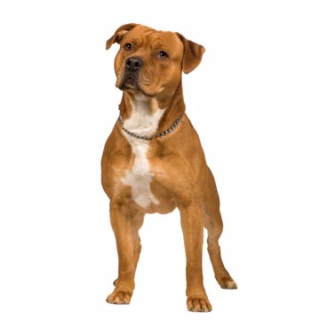 Staffordshire Bull Terrier Opmorkosm Staffordshire Bull Terrier Opmorkosm