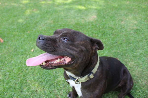 Gode grunde til at anskaffe sig en Staffordshire Bull Terrier
