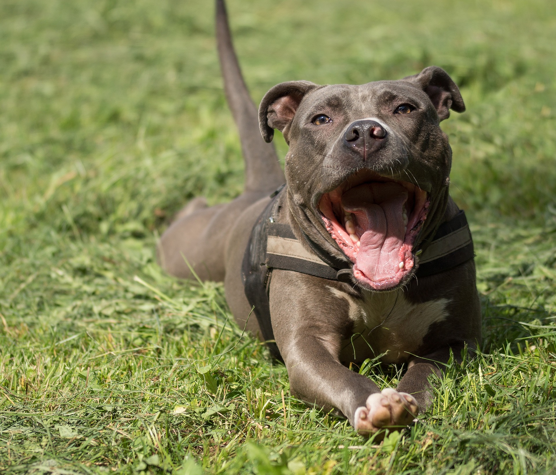Sådan Opdrager Du Din Staffordshire Bull Terrier